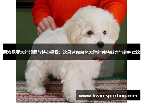 博洛尼亚犬的起源与特点探索：这只迷你白色犬种的独特魅力与养护建议